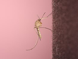 Sivrisinek: Morfoloji, Biyolojisi, Besin