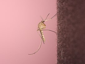 Комар, переносчик японского энцефалита