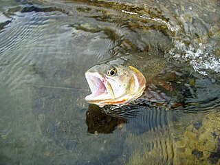 <span class="mw-page-title-main">Cutbow</span> A hybrid between a cutthroat trout and rainbow trout