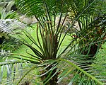 Cycas Rumphii, Parque Terra Nostra, Furnas, Azoren