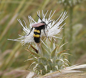 Cynara baetica.jpg