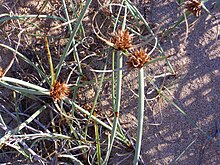 Cyperus capitatus Enfoque 06-7-2010 ParquedelasDunasdeTorreLaMata.jpg