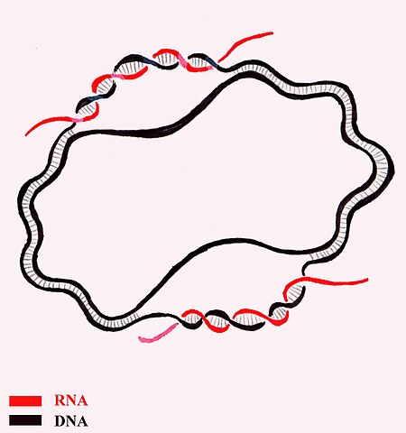 Tập_tin:DNA-RNA_D-loops,_greatly_exaggerated.jpg