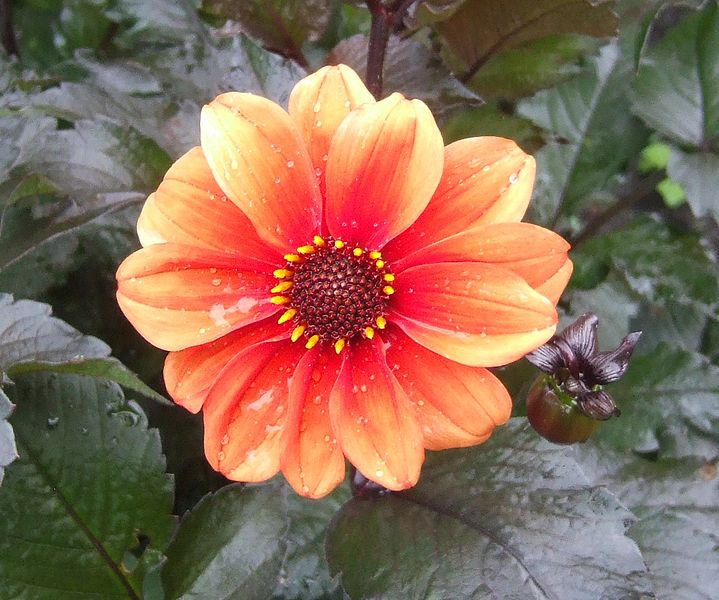 File:Dahlia 'Catherine Deneuve'. Locatie, Tuinen van Mien Ruys.jpg