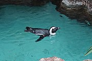 Black-footed penguin