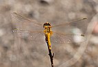 Sympetrum fonscolombii