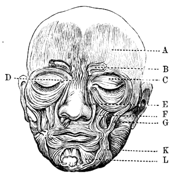 File:DarwinAusdruck01.png