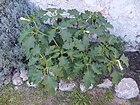 Csattanó maszlag (Datura stramonium) növény