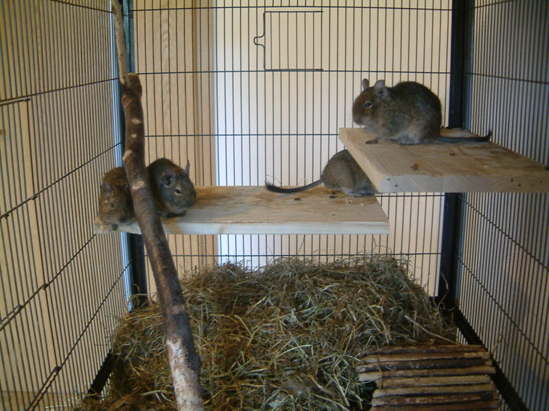 File:Degus-4er-Bande.jpg