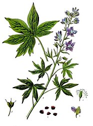 Delphinium staphisagria L.