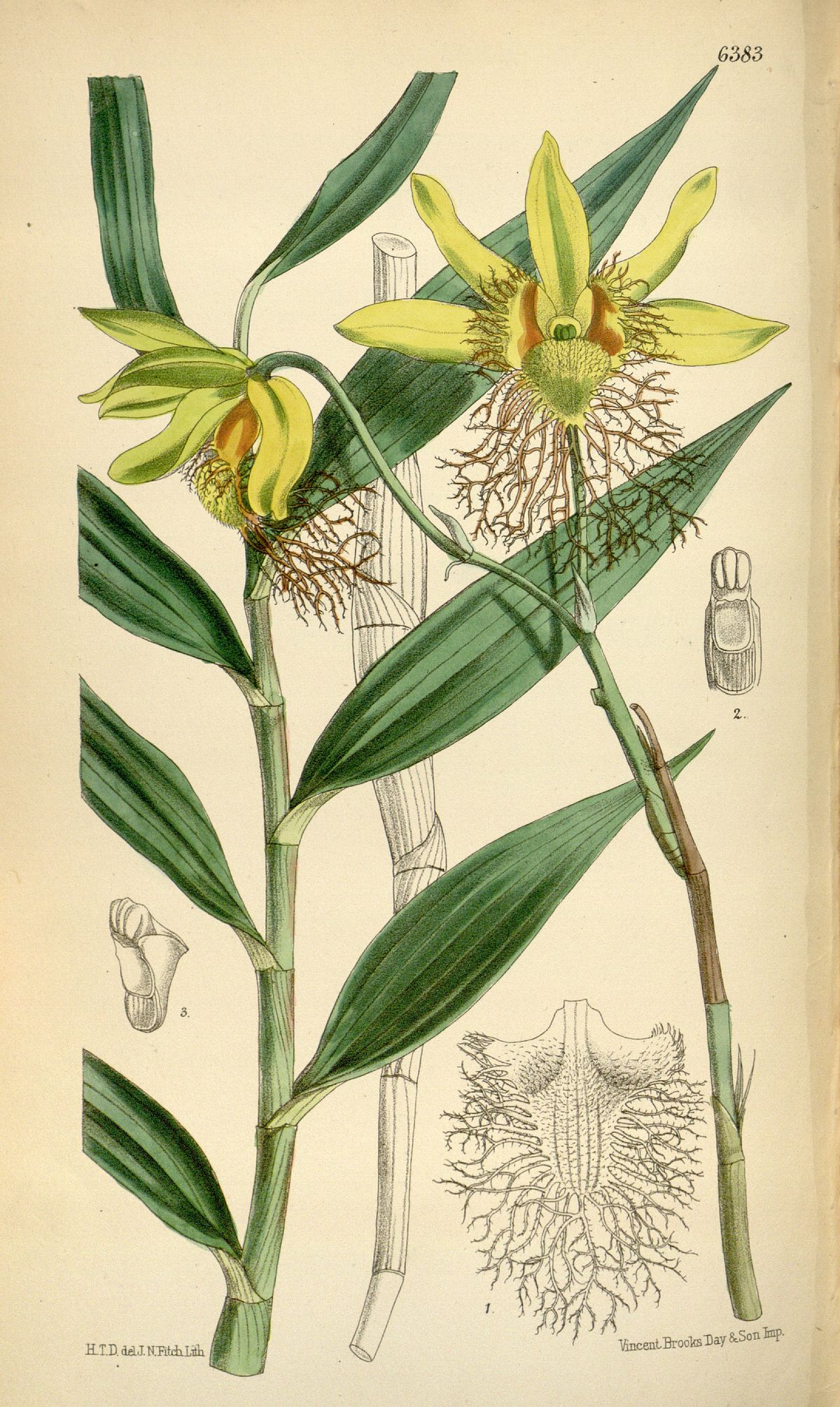 Kết quả hình ảnh cho Dendrobium Brymerianum