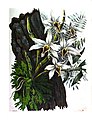 Dendrobium heterocarpum (Buch der Welt 1857)