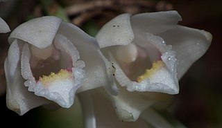 <i>Dendrobium milaniae</i> Species of orchid