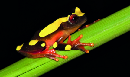 Amapá, Brazil