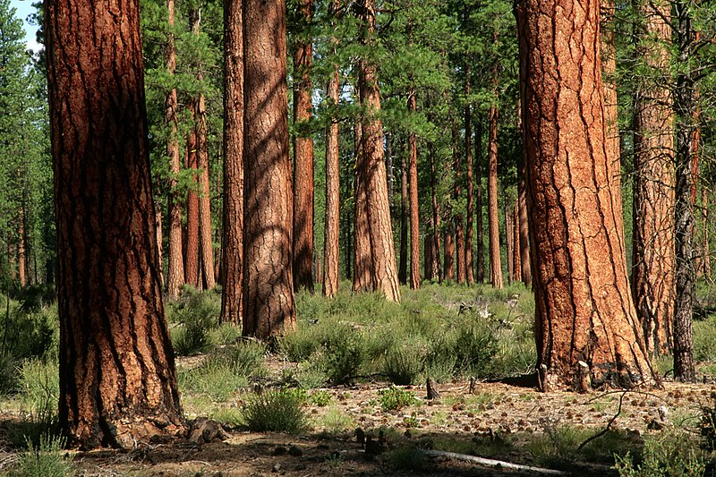 File:Deschutes National Forest, old growth ponderosa pine stand (36951204461).jpg