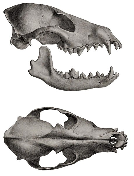 File:Description iconographique comparée du squelette et du système dentaire des mammifères récents et fossiles (Canis aureus skull).jpg