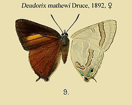 Deudorix mathewi