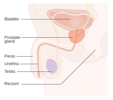 Diagram showing the position of the prostate and rectum CRUK 358.svg