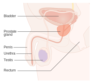 Prostate location Diagram showing the position of the prostate and rectum CRUK 358.svg