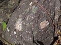 Diamictite (metatillite) (Konnarock Formation, Neoproterozoic, ~750 Ma; Rt. 603 roadcut near Konnarock, Virginia, USA) 6 (30884869021).jpg