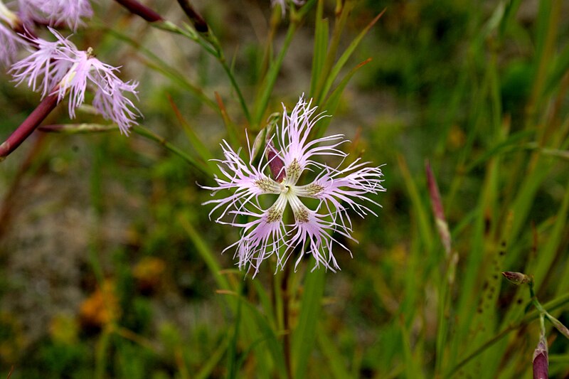 File:Dianthus-superbus-flower.JPG