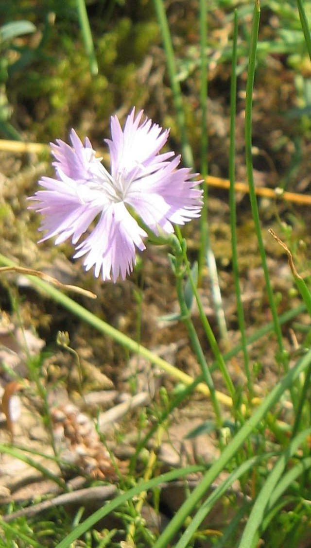 Mini oeillet blanc - livraison fleurs coupées