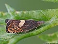 Dichrorampha petiverella (Linnaeus, 1758)