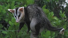 Le marsupial Opossum à oreilles blanches ou Didelphis albiventris.