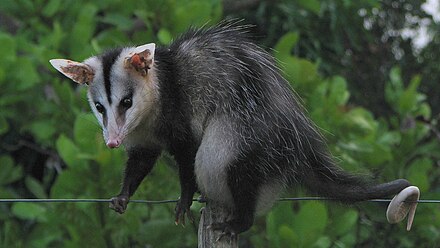 White-eared opossum, Didelphis albiventris