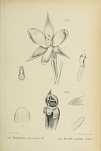 fig. 25 Thelymitra javanica fig. 26 Microtis unifolia