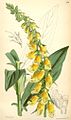 “Digitalis laevigata” ค.ศ. 1872 โจเซฟ ดาลตัน ฮุคเคอร์