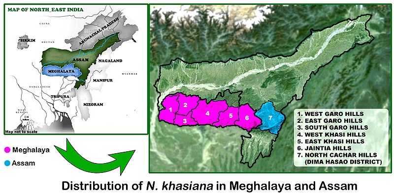 File:Distribution Map of N. khasiana in Meghalaya and Assam.jpg