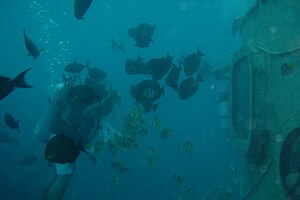 Diver feeding fish (88705511).jpg