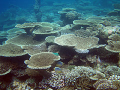 Colonies d'Acropora cytherea, un scléractinaire (« vrai corail »)