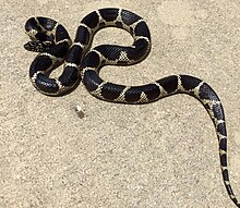 Florida kingsnake in Dixie County, Florida Dixie County Florida Kingsnake.jpg