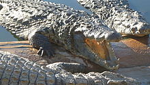 Large adults in captivity, Djerba, Tunisia Djerba-crocodiles-kleche.jpg