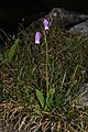 Dodecatheon jeffreyi