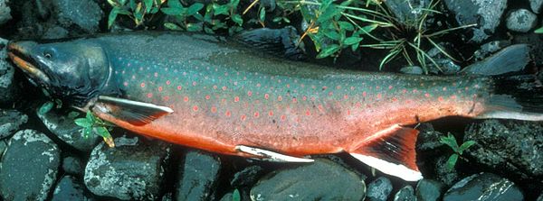 Dolly Varden trout