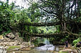 Dubbeldekker Living Root Bridge1.jpg