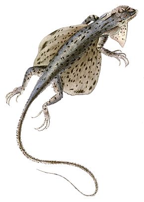 A kép leírása Draco spilopterus.jpg.