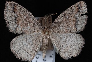 <i>Drepanulatrix foeminaria</i> Species of geometrid moth