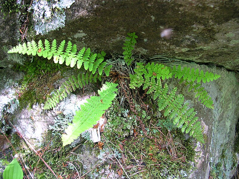 File:Dryopteris fragrans 1.jpg