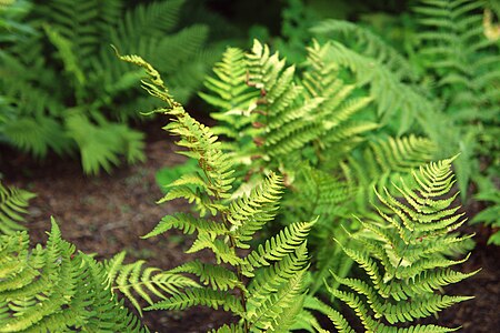 Dryopteris marginalis