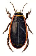 Dytiscus dimidiatus mâle.