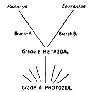 Grade A. Protozoa. Grade B. Metazoa. Branch A: Parazoa. Branch B. Enterozoa.