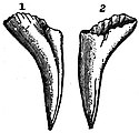 EB1911 Reptiles - Tooth of Heloderma horridum.jpg