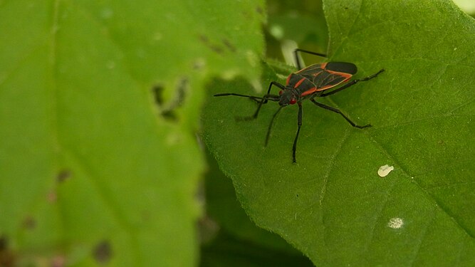 True Bug (Hemiptera)