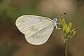 * Nomination Eastern wood white (Leptidea duponcheli), Bulgaria --Charlesjsharp 09:08, 20 August 2017 (UTC) * Promotion Good quality. -- Johann Jaritz 09:58, 20 August 2017 (UTC)