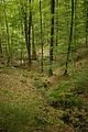 Naturschutzgebiet Naturwaldreservat Brunnstube