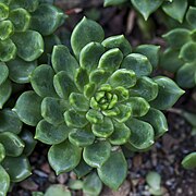 Echeveria x Cremneria